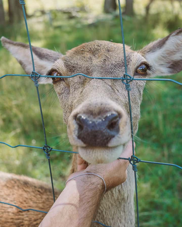10 Cheap Things to do in the Mary Valley, QLD 14 Deer at Borumba Deer Park