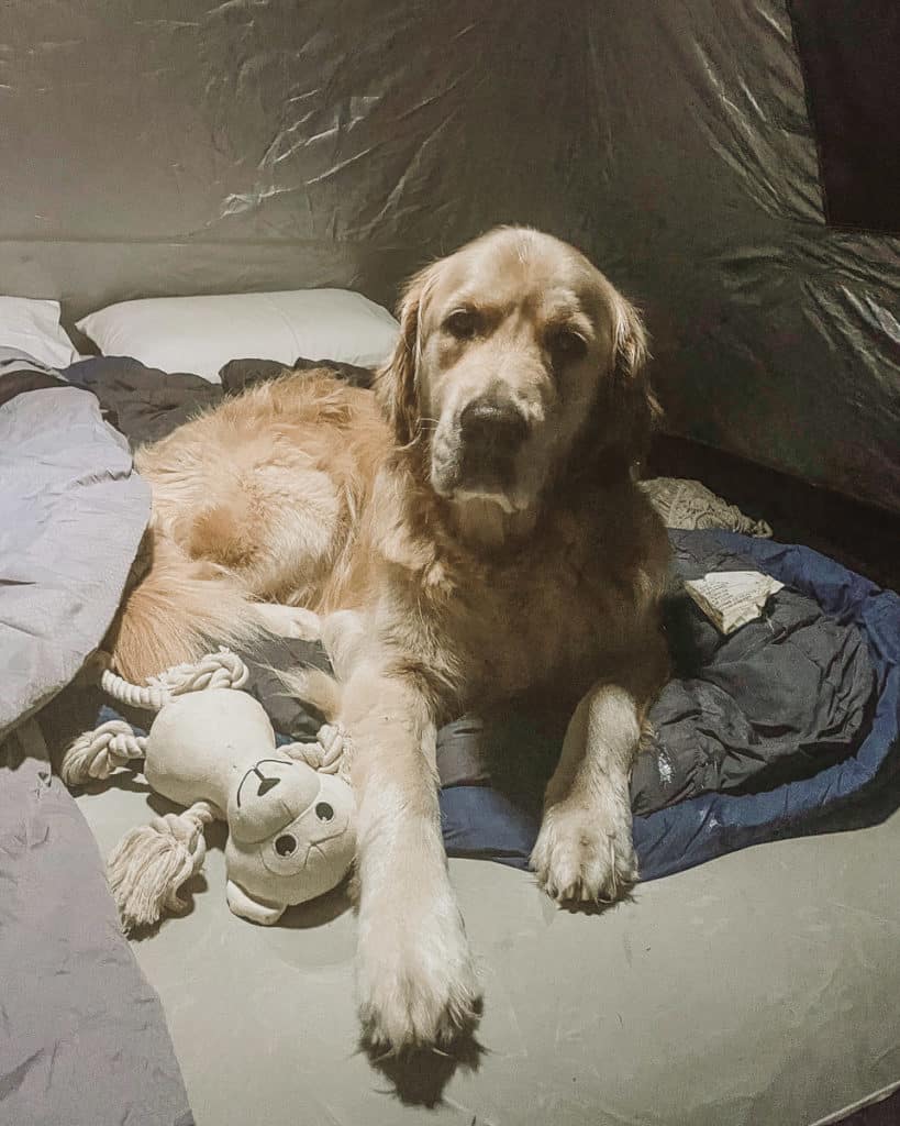 10 Things to do in Hervey Bay when it's not Whale Season 3 Dog in tent