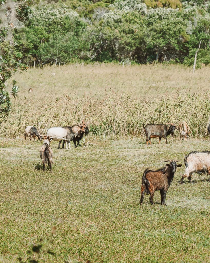 20 Amazing Things to do in Great Keppel Island, Queensland 22 Goats at Leeke's Homestead Great Keppel Island