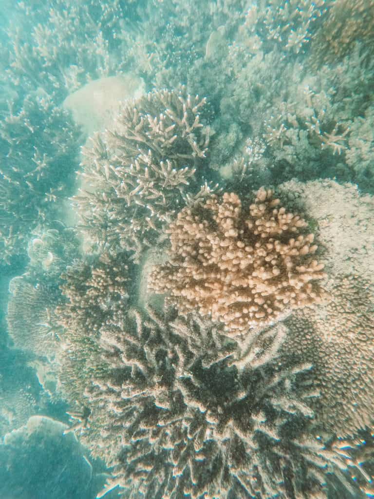 20 Amazing Things to do in Great Keppel Island, Queensland 20 Snorkelling is one of the things to do in Great Keppel Island