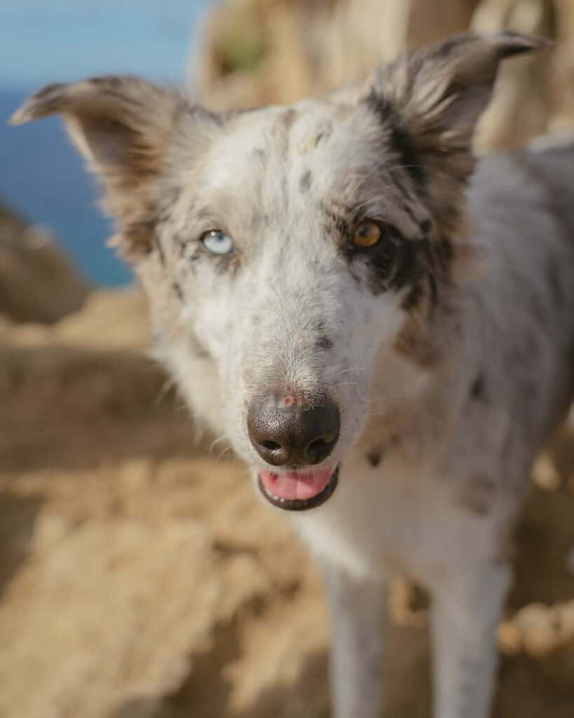A dog with one blue eye and one brown eye at the top of Mt Solmar in Cabo San Lucas