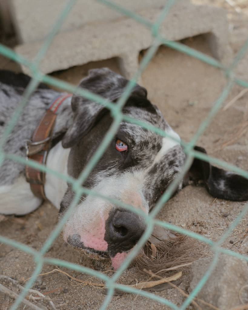 A big dog lying on the ground behind a wire fence in Cabo San Lucas