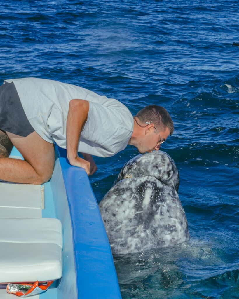 Brayden leaning over the side of a boat to kiss a grey whale on the tip of its head