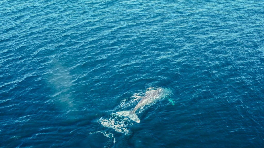 Drone shot of a grey whale diving down underwater