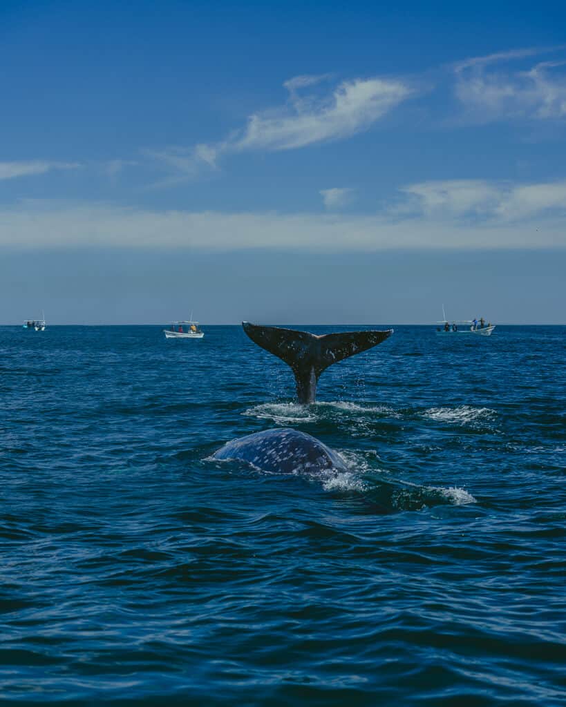 Two grey whales in the water in Magdalena Bay, one with its tail in the air the other with its back arching out of the water