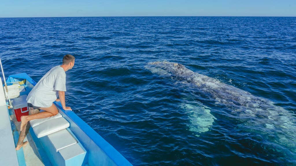 Brayden looking at a grey whale in the water from a boat with Magdalena Bay Whales