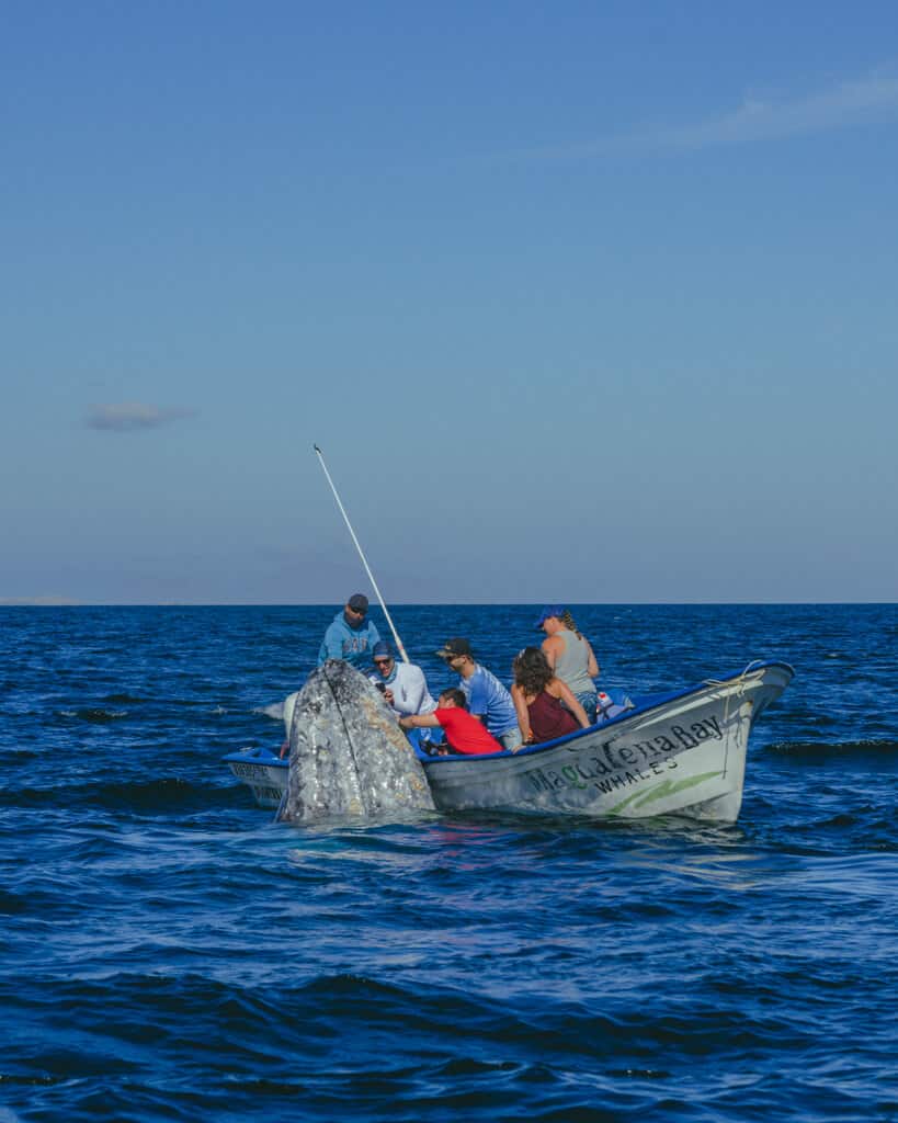 A whale sticking its head up right next to a boat with passengers leaning over to pat it in Magdalena Bay Mexico