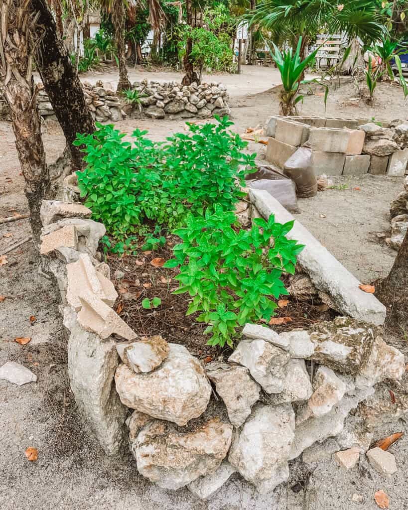 Glamping at Hotel Cielo y Selva in the Sian Ka'an Biosphere Reserve 48 A garden bed made of rocks with a green herb growing inside