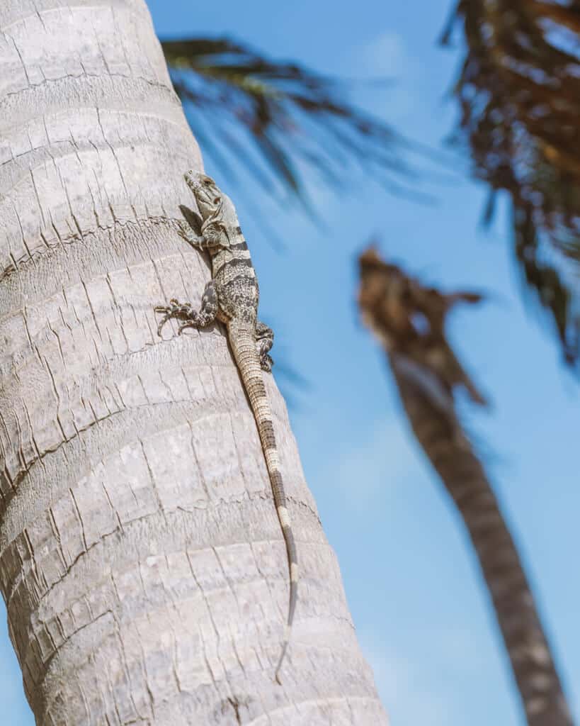Glamping at Hotel Cielo y Selva in the Sian Ka'an Biosphere Reserve 49 A stripey iguana on a palm tree with blue skies out of focus in the background