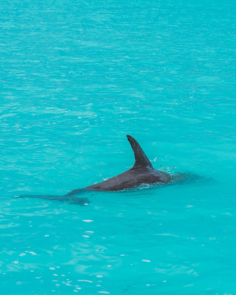 Glamping at Hotel Cielo y Selva in the Sian Ka'an Biosphere Reserve 37 A dolphin with its fin poking out of blue water in Sian Ka'an