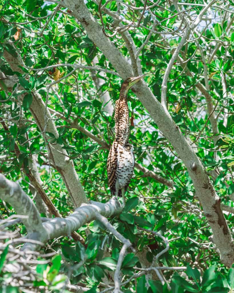 Glamping at Hotel Cielo y Selva in the Sian Ka'an Biosphere Reserve 40 A long-necked spotted bird sitting in a mangrove tree in the Sian Ka'an Biosphere Reserve