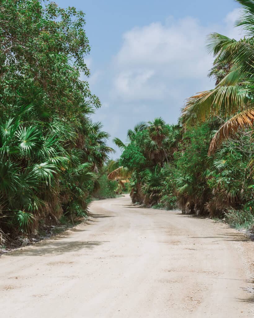 Glamping at Hotel Cielo y Selva in the Sian Ka'an Biosphere Reserve 7 A twisting dirt road lined with palms in the Sian Ka'an Biosphere Reserve