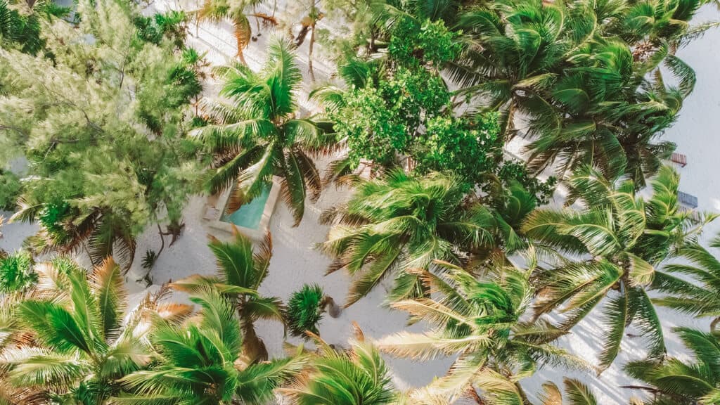 Glamping at Hotel Cielo y Selva in the Sian Ka'an Biosphere Reserve 24 Drone shot of a small pool amongst palm trees at Hotel Cielo y Selva