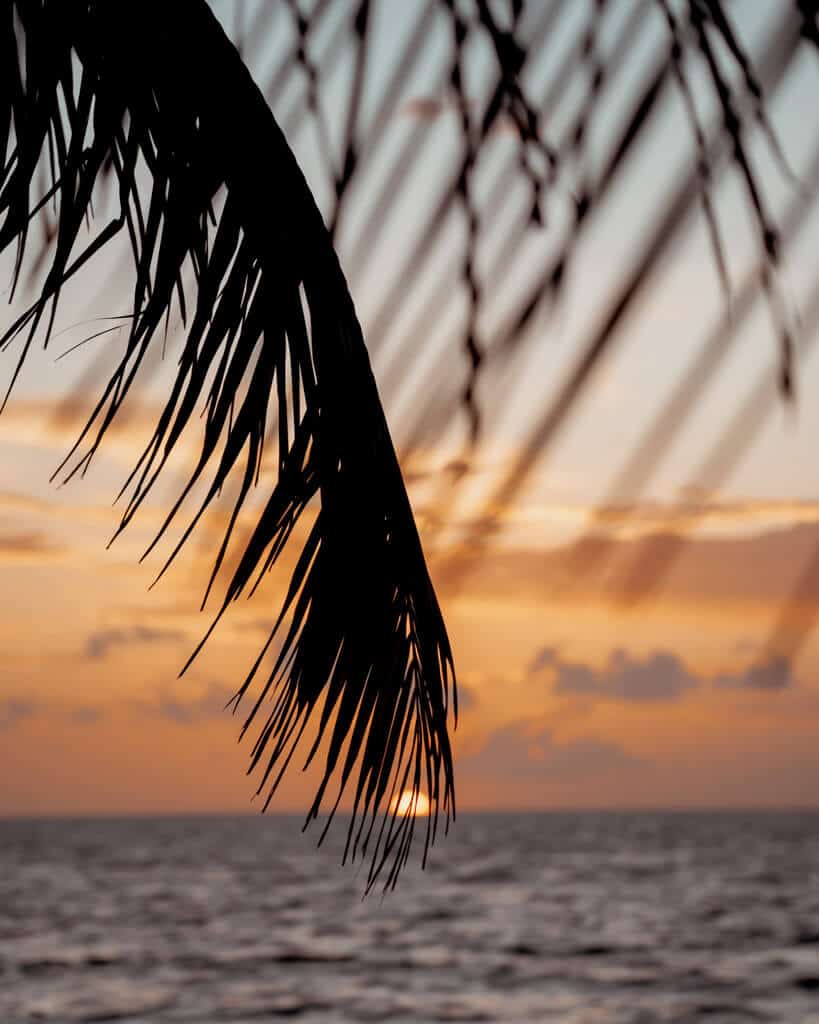 Glamping at Hotel Cielo y Selva in the Sian Ka'an Biosphere Reserve 55 A golden sunrise out of focus behind a palm leaf