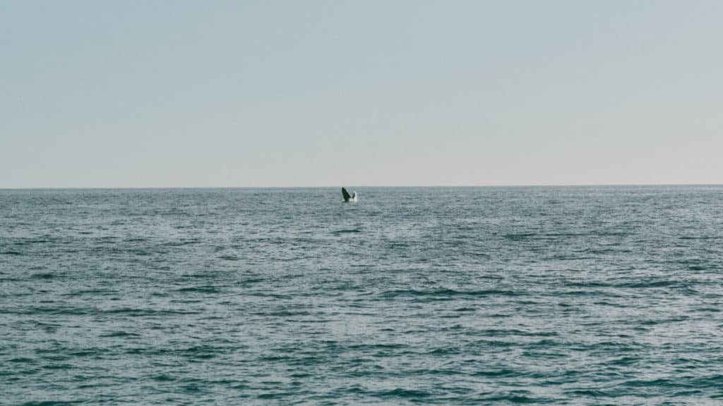 A humpback whale breaching out of the ocean in Todos Santos