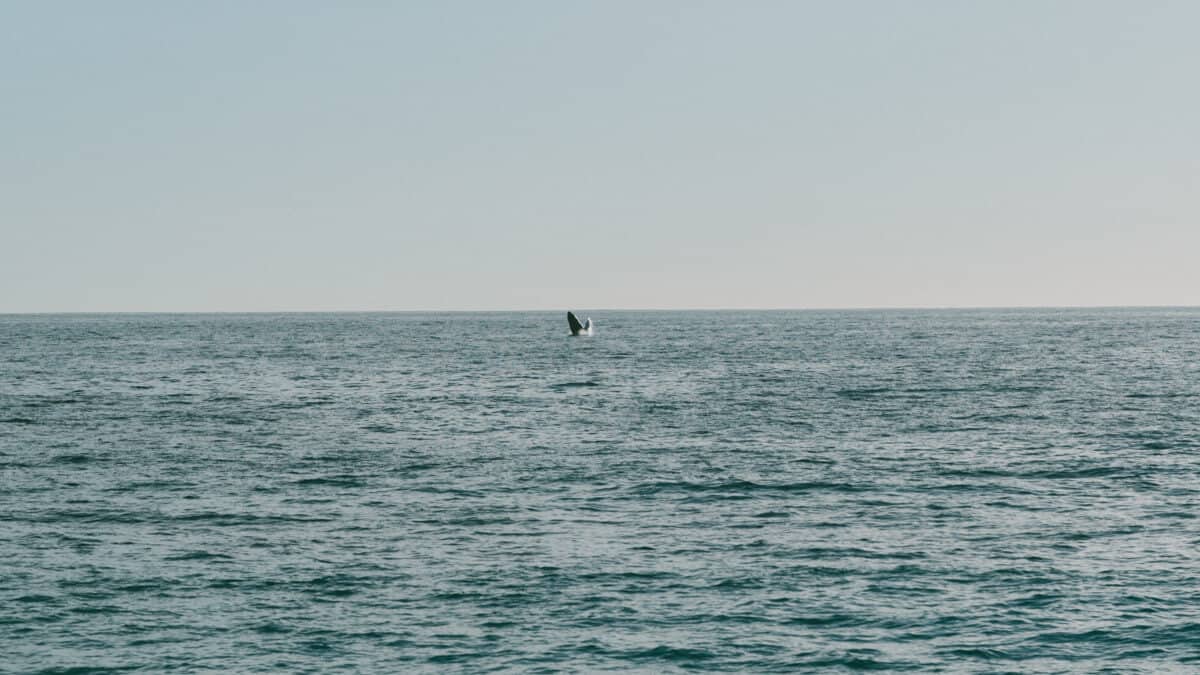A humpback jumping out of the water, one of the best things to do in San Jose del Cabo