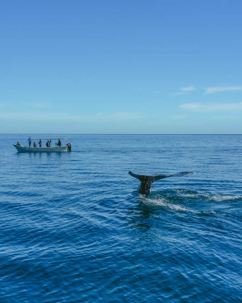 The best time to visit Baja California Sur to see grey whales in Magdalena Bay