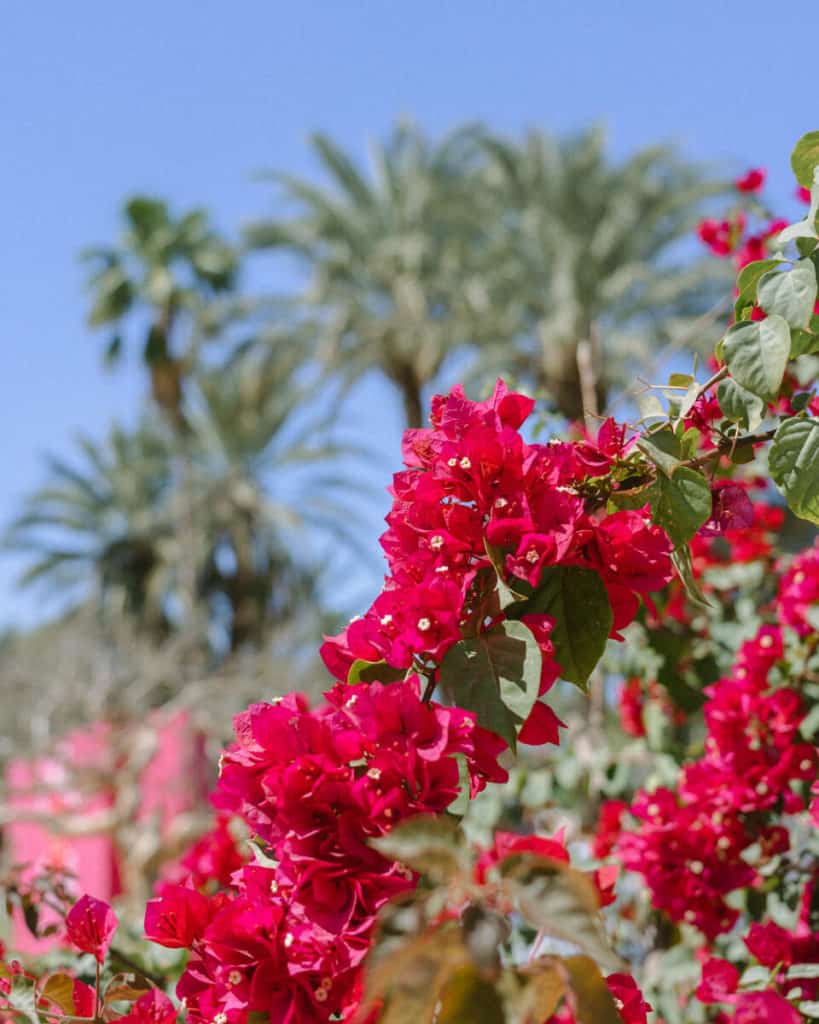 Pretty pink flowers against a backdrop of palm trees and blue sky in San Jose del Cabo