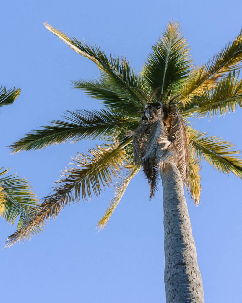 A palm tree against blue sky in San Jose del Cabo