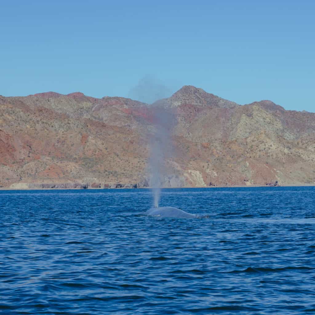 Complete Guide to Blue Whale Watching in Loreto, Mexico 20 A blue whale releases a vertical spout of misty spray while surfacing near a rugged, colorful coastline under a clear blue sky.