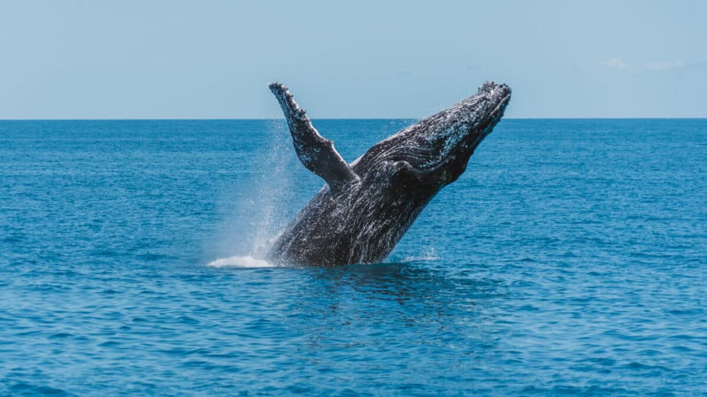 A humpback whale leaping out of the water with its fin sticking up in the air
