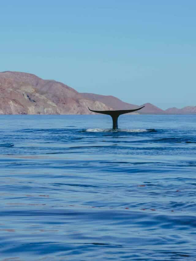 23 Best Things to Do in Loreto, Mexico 5 A whale's tail rises above the calm blue waters of the Sea of Cortez near Loreto, Baja California Sur, with rugged, reddish mountains in the background.