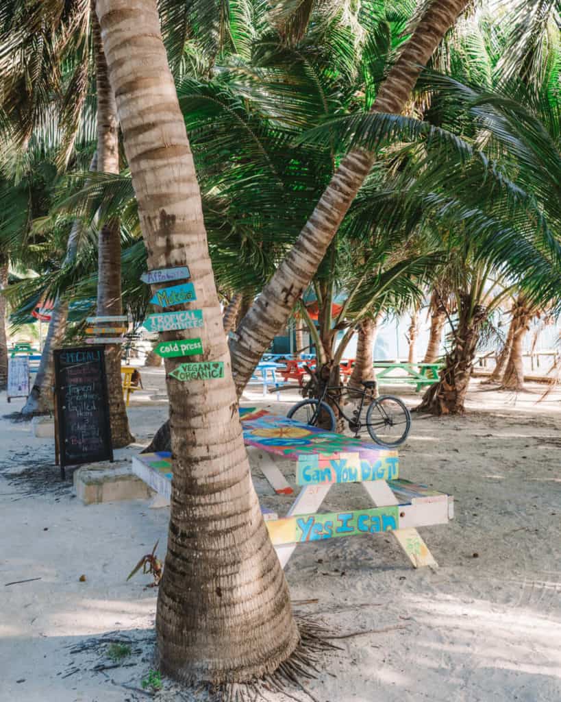 A palm tree with colourful hand painted wooden signs on it in Caye Caulker