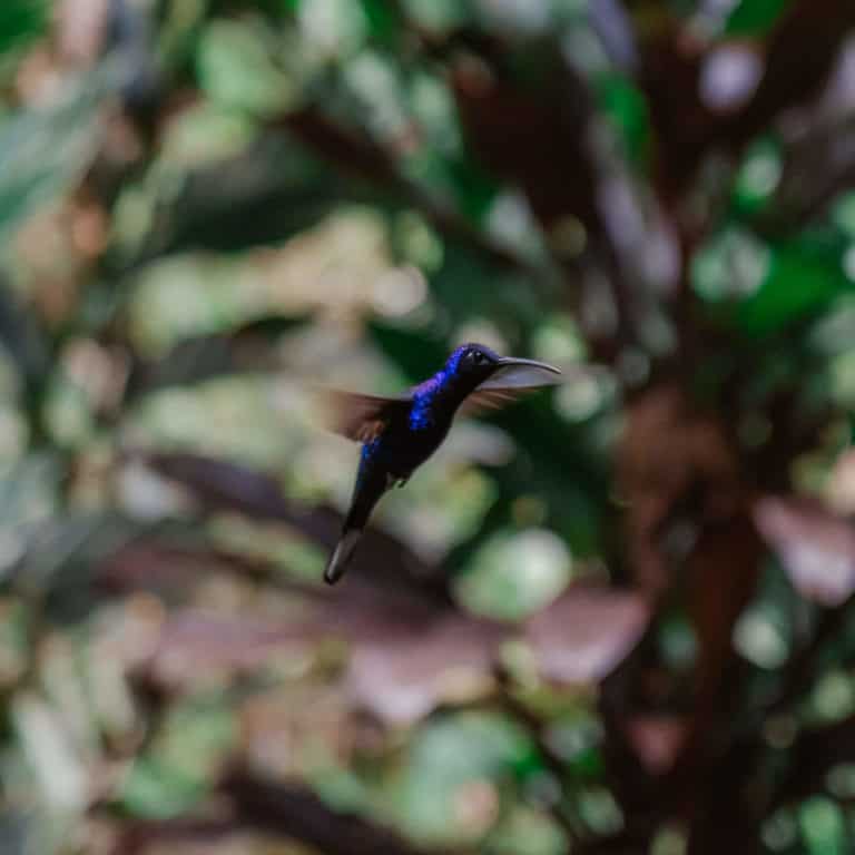 Hummingbird Highway Belize