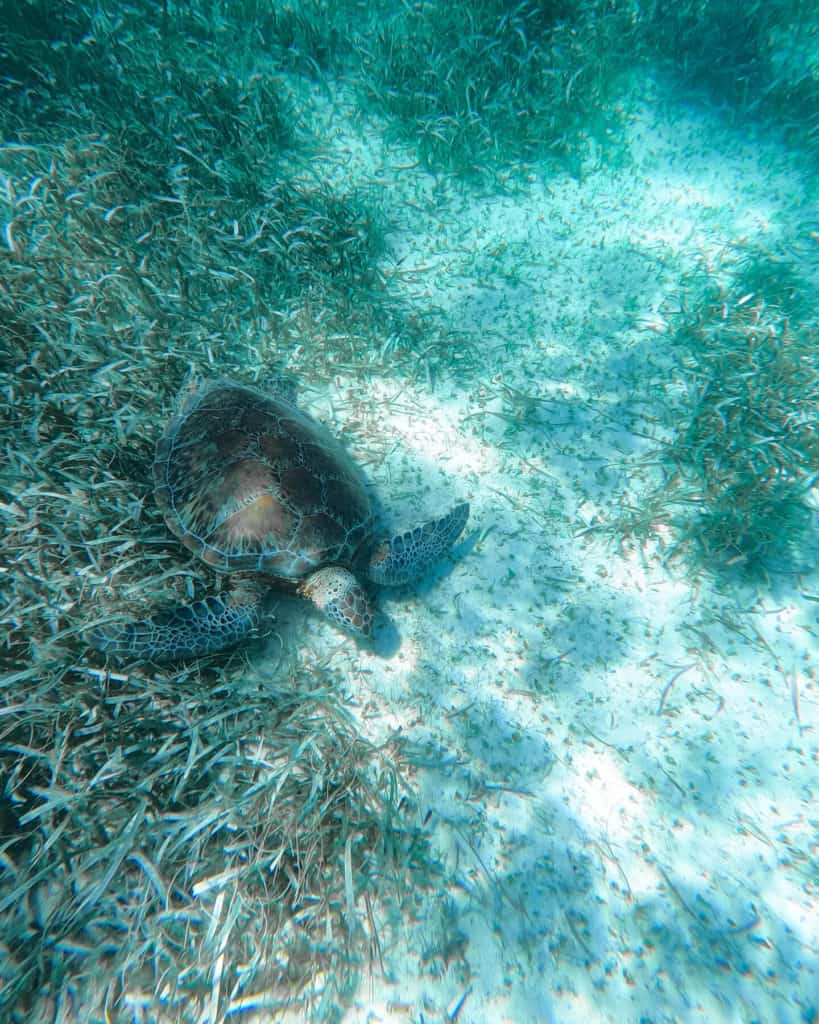 10 Top Things to do in Belize: Your Belize Bucket List 4 A green sea turtle gliding above patches of seagrass on the sandy ocean floor in shallow waters near Caye Caulker, Belize.