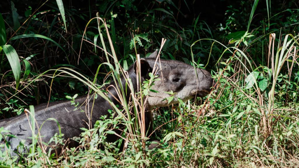10 Top Things to do in Belize: Your Belize Bucket List 18 A Baird’s tapir, Belize’s national animal, stands partially hidden among tall grass and dense jungle vegetation near San Ignacio.
