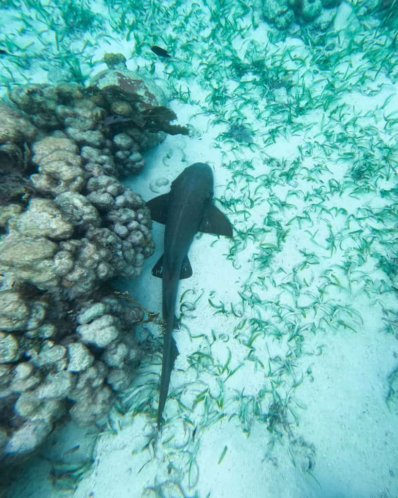 10 Top Things to do in Belize: Your Belize Bucket List 5 An underwater view of a nurse shark swimming near a coral reef and patches of seagrass in the clear turquoise waters off Ragga Sailing Adventures, Belize.
