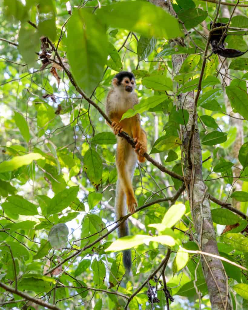 A squirrel monkey on a tree inside Corcovado National Park