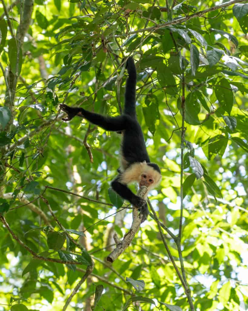 A capuchin monkey hanging upside down in a tree holding a stick in its mouth