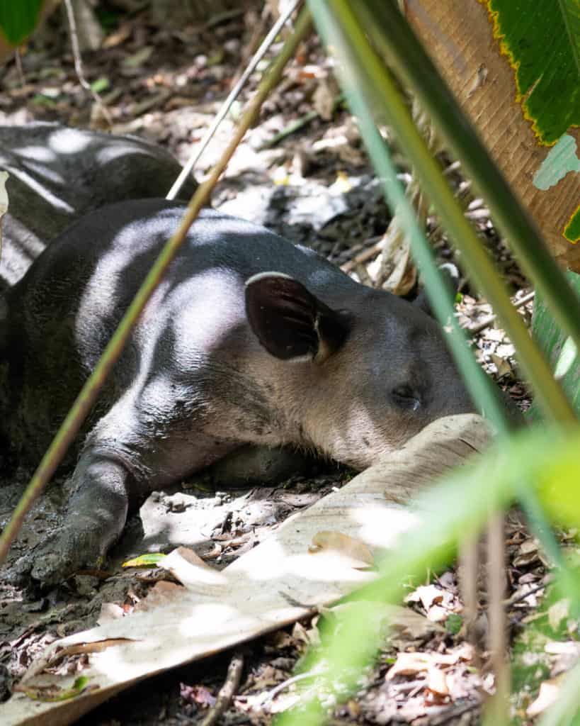 A baby tapir lying on the ground asleep at Corcovado National Park
