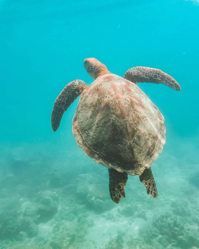 12 Best Things to Do in Drake Bay, Costa Rica 18 A sea turtle swimming towards the surface in clear blue water at Caño Island