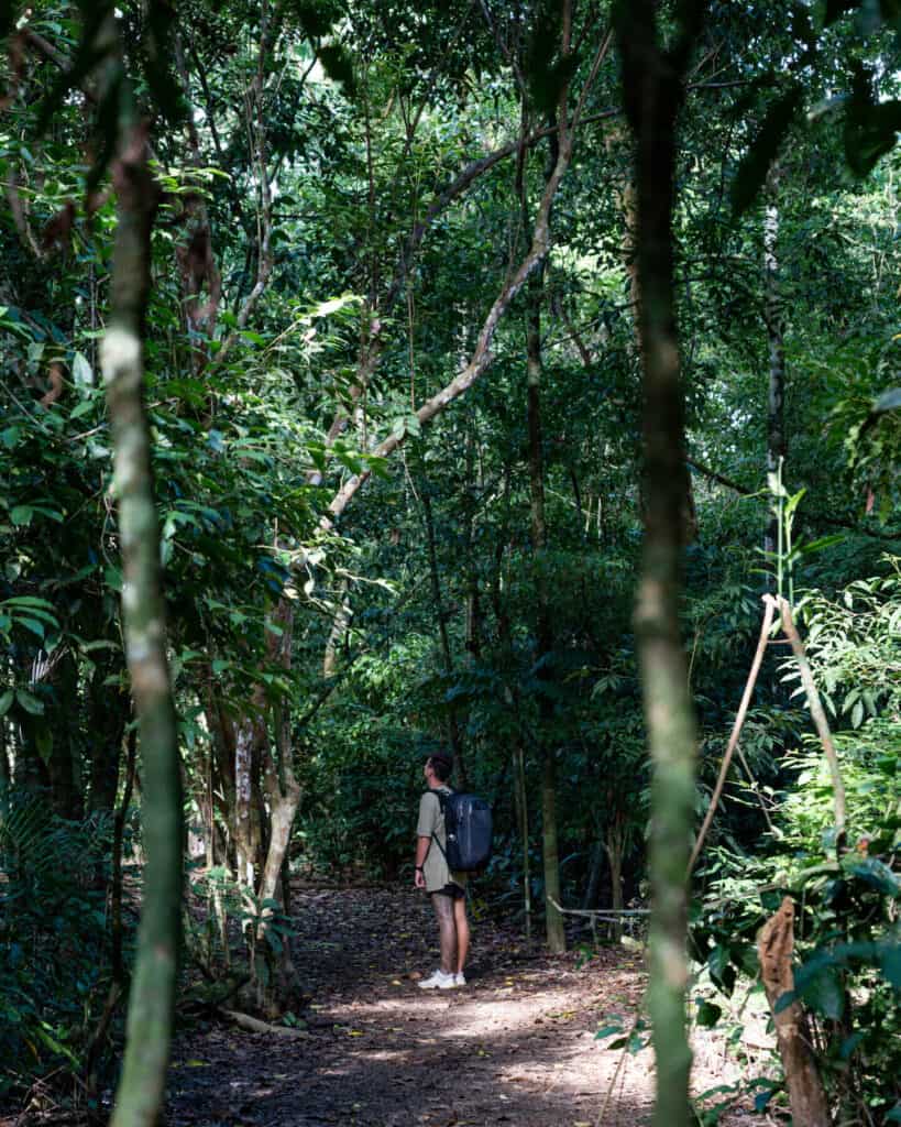 12 Best Things to Do in Drake Bay, Costa Rica 3 Brayden standing on a path in the jungle, dwarfed by tall trees