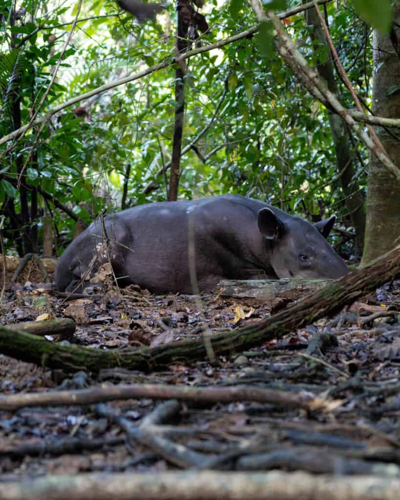 12 Best Things to Do in Drake Bay, Costa Rica 10 A Baird's Tapir lying down on the forest floor in Corcovado National Park