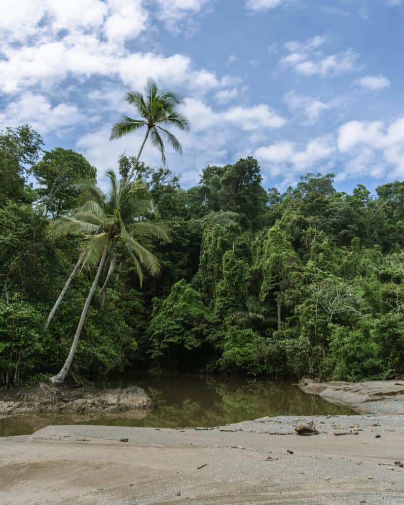 12 Best Things to Do in Drake Bay, Costa Rica 27 The tropical Rio Claro with palm trees and greenery lining the banks