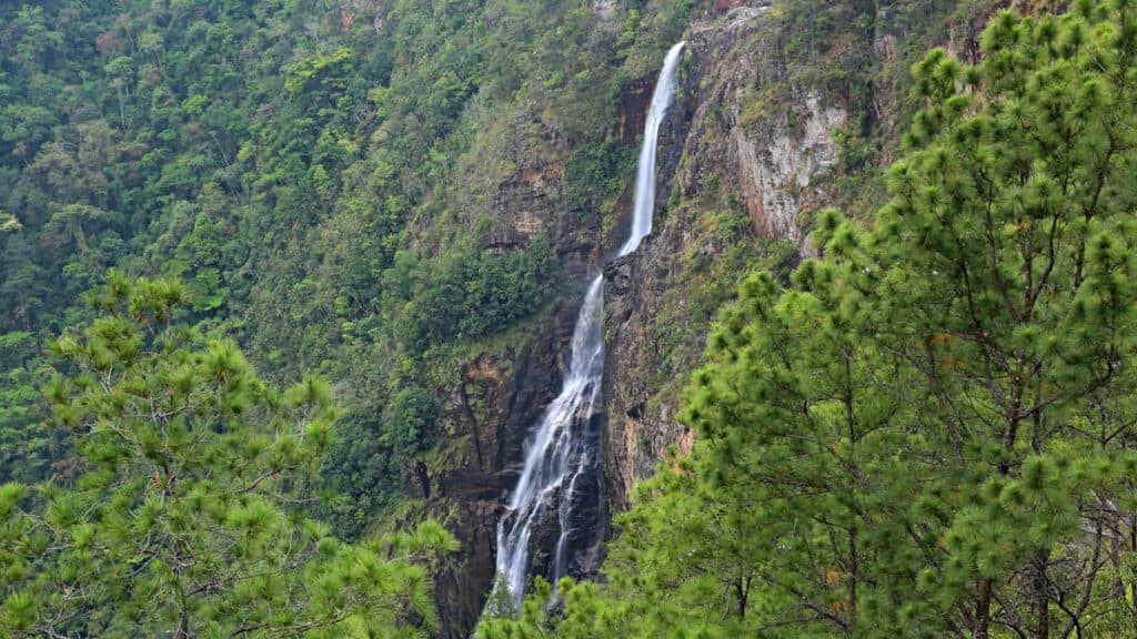 A side view of 1,000 Foot Falls in Mountain Pine Ridge cascading over a vertical canyon surrounded by pine trees