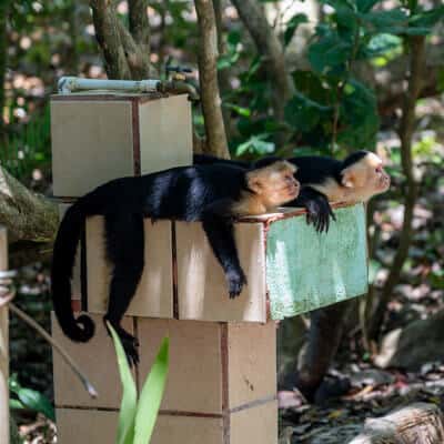 Animals in Manuel Antonio National Park