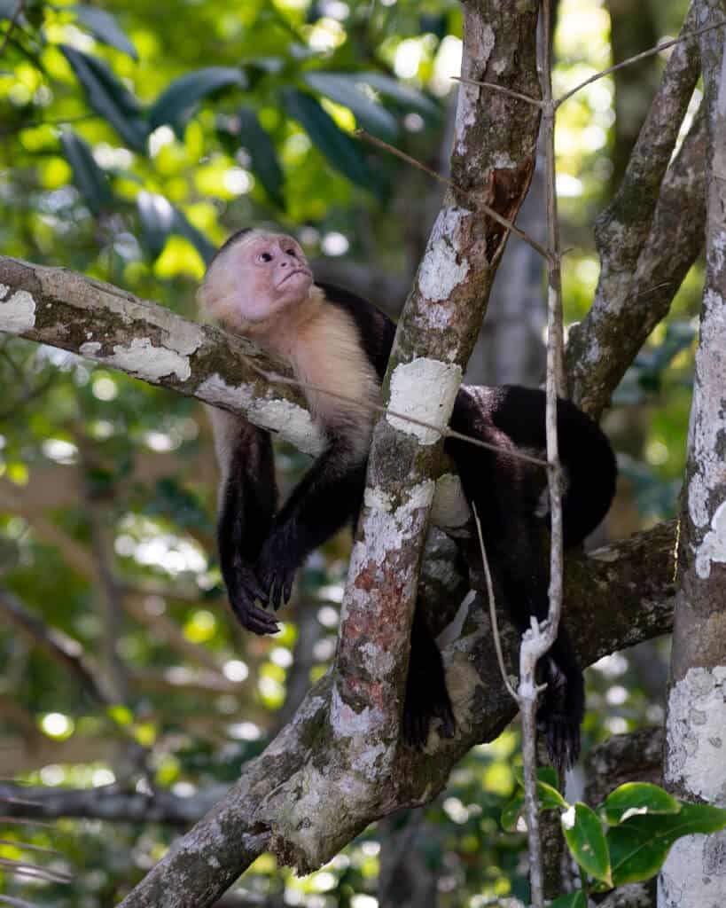 A capuchin monkey laying stomach down on a  tree branch with its arms and legs dangling