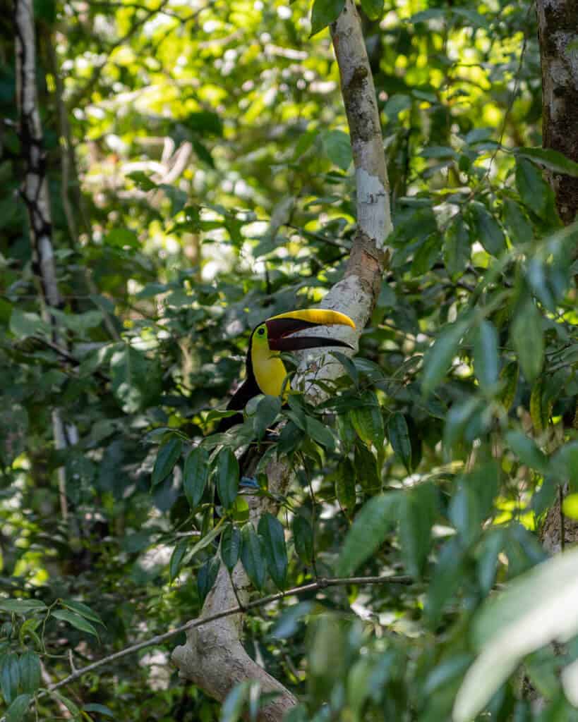 A colorful toucan resting on a tree branch in the tropical Costa Rican forest at Manuel Antonio National Park