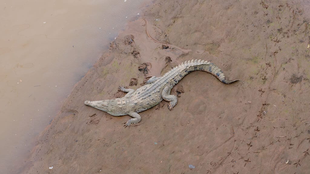 A top down shot of a large American Crocodile laying on a muddy bank next to  a river in Tarcoles, Costa Rica