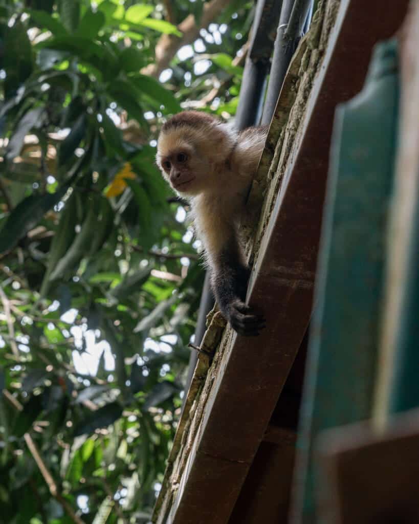 A capuchin monkey leaning over the side of a wooden balcony in Manuel Antonio