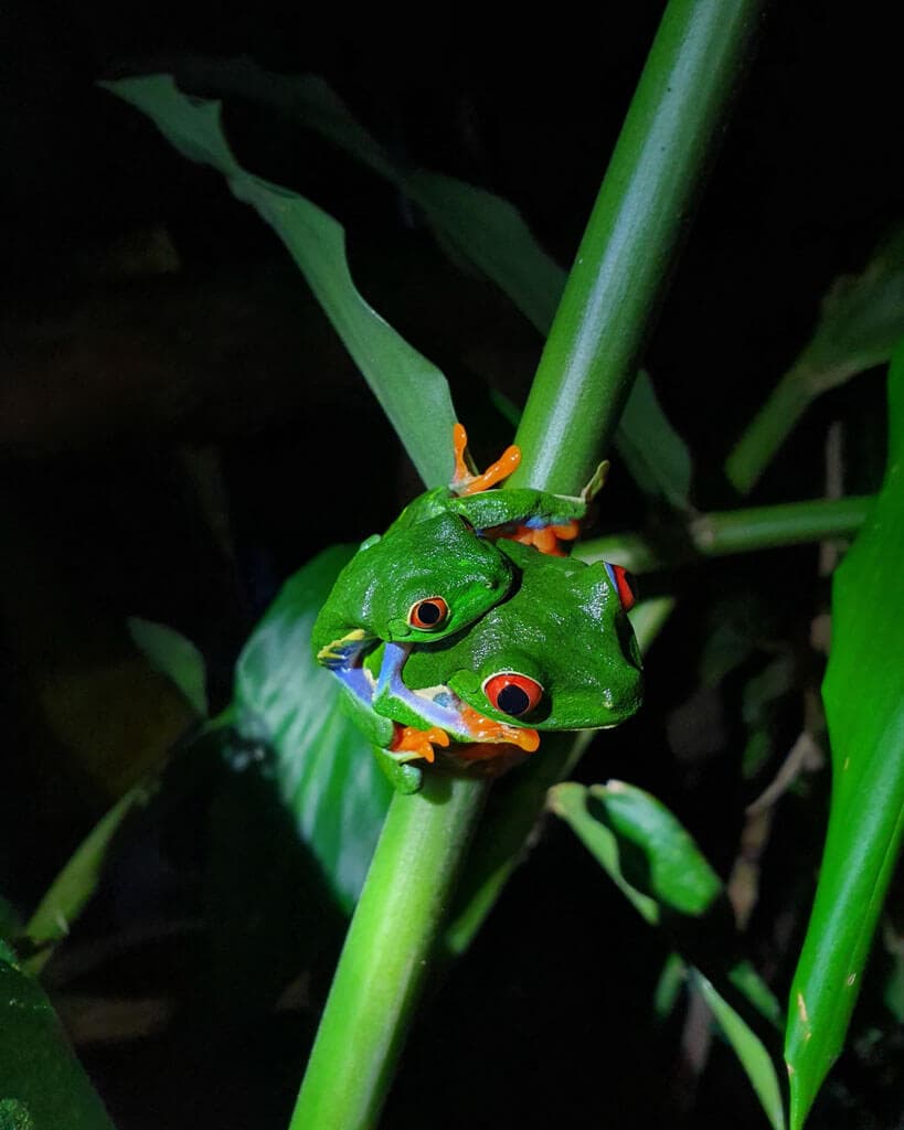 Two red eyed tree frogs, one on the others back, sitting on a green stem in the jungle at night