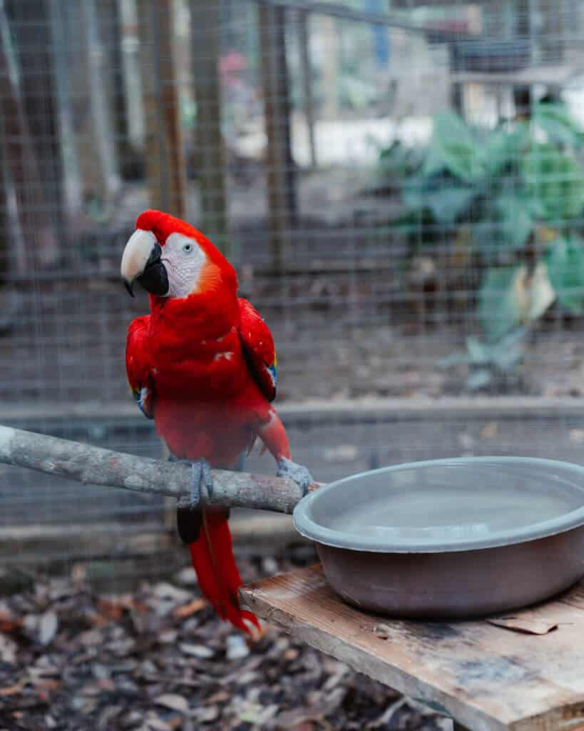 A scarlet macaw sitting on a branch next to a metal water bowl inside a cage at an animal rescue centre. There is a very faint blur over the photo, the metal wiring of the cage out of focus