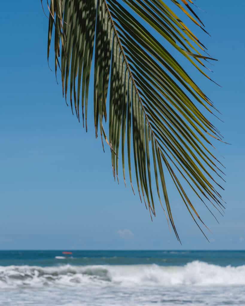 A green palm frond blowing in the breeze, with blue skies and ocean out of focus in the background