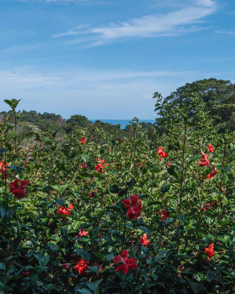 A scenic view of green jungle, with a sliver of ocean in the background, with blue skies and vibrant red flowers in the foreground