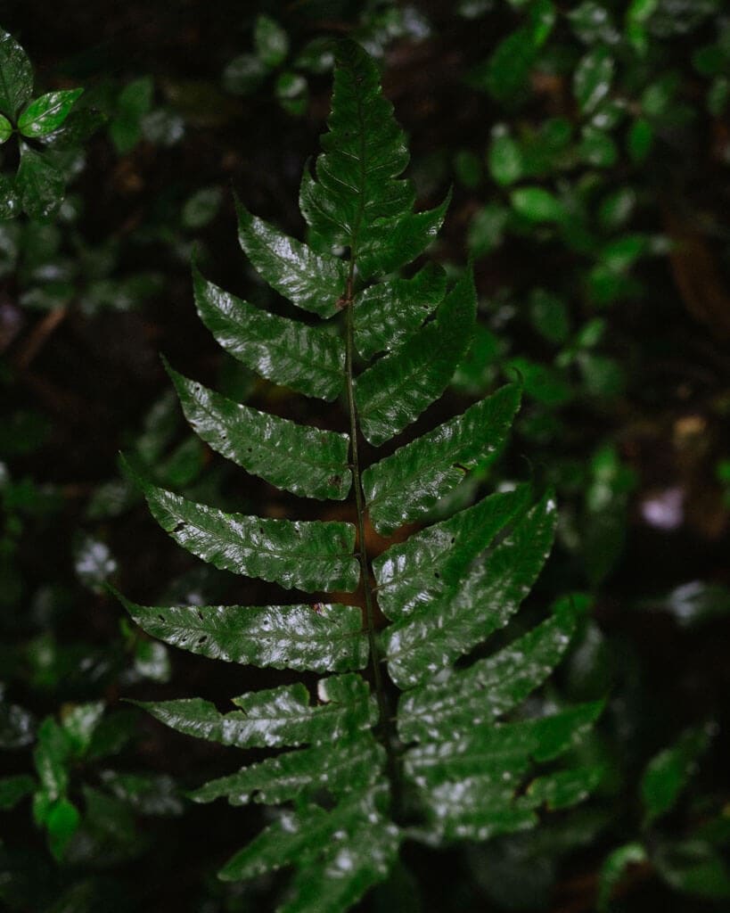 A close up shot of a wet fern leaf, focusing on the intricate patterns of the leaf