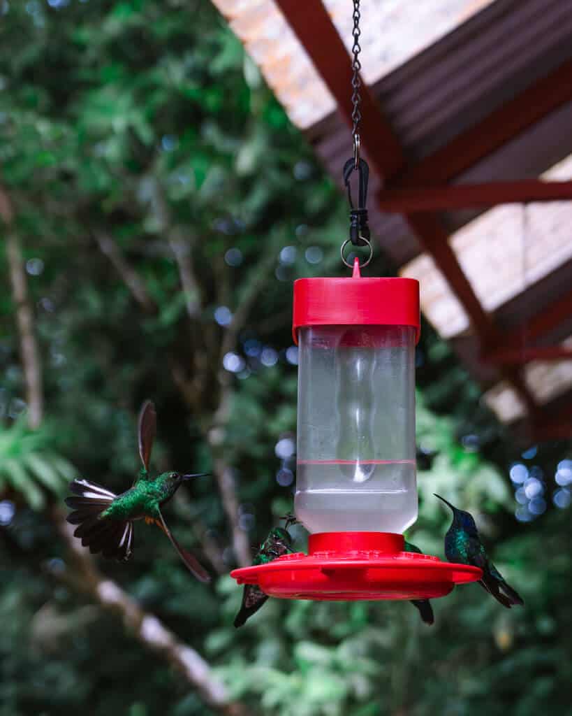 Vibrant green hummingbirds fluttering around a feeder in Monteverde